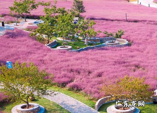 粉黛乱子草耐寒吗