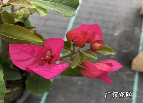 三角梅在冬季如何帮助分化花芽