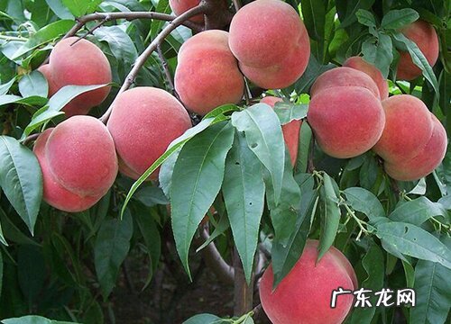 桃树耐寒吗