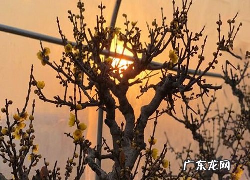 北方冬季开花的花卉有哪些