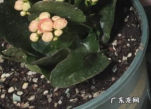 北方冬季开花的花卉有哪些