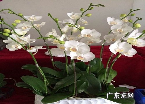 适合家里种植的花卉有哪些