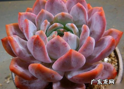 橙梦露怎么养出状态