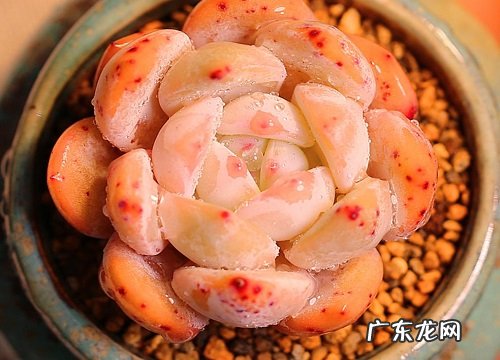 橙梦露怎么养出状态