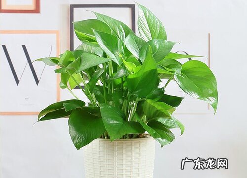 适合扦插的花卉有哪些