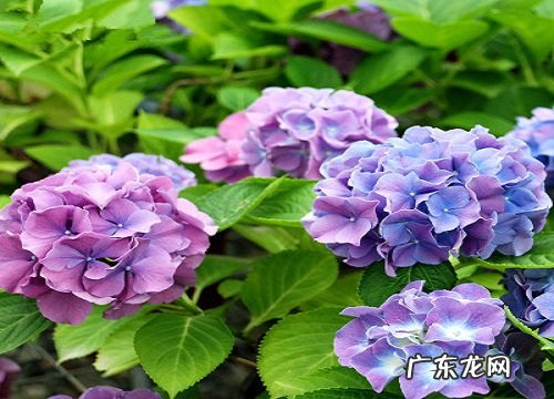 适合扦插的花卉有哪些