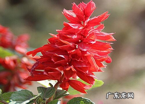 适合扦插的花卉有哪些