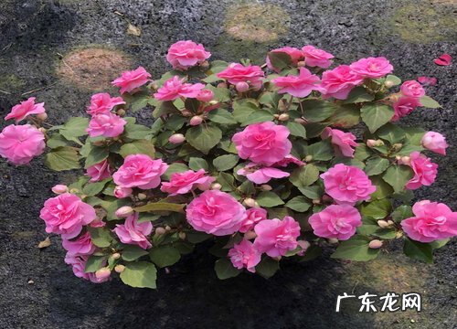 喜阴开花的花卉有哪些