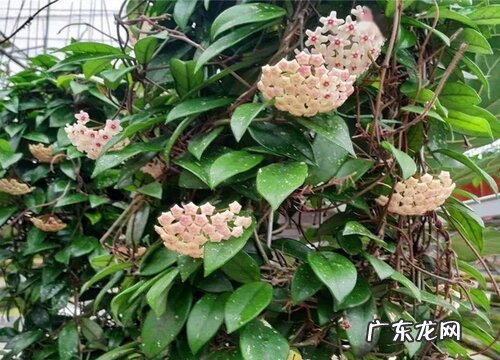 喜阴开花的花卉有哪些