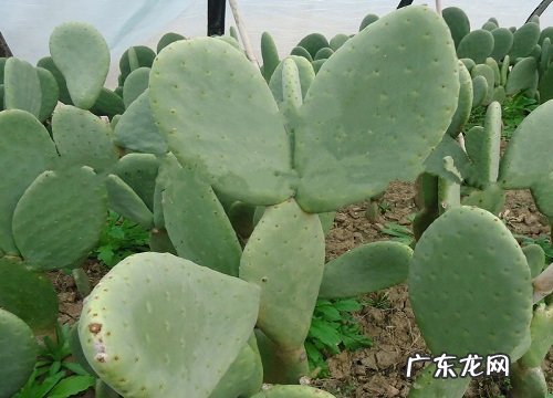 耐旱耐热的花卉有哪些