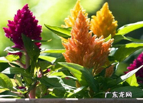 耐旱耐热的花卉有哪些