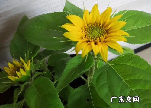 耐旱耐热的花卉有哪些