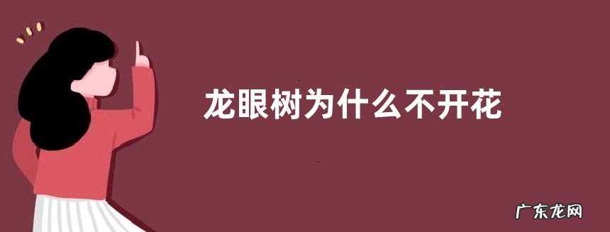龙眼树为什么不开花
