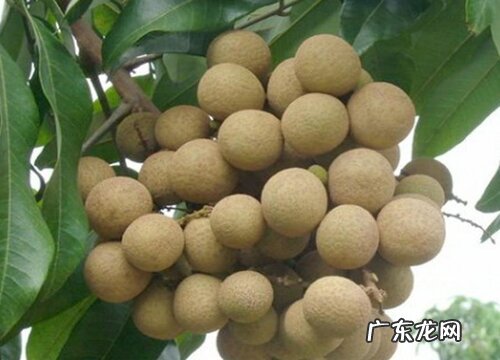 龙眼树为什么不开花