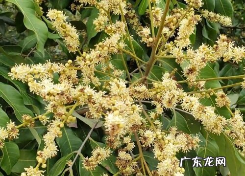 龙眼树为什么不开花