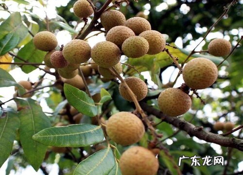 龙眼树为什么不开花