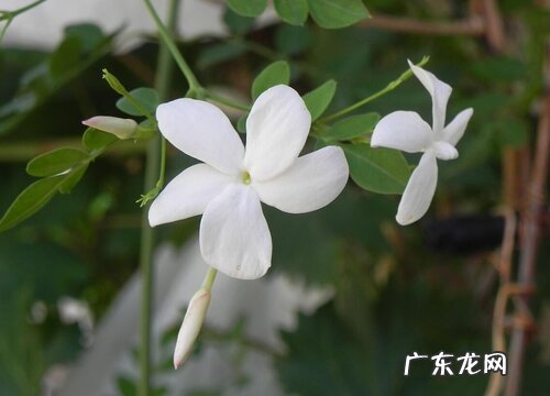 适合室内的花卉有哪些