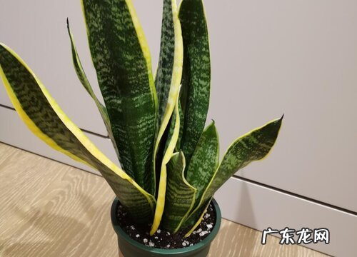 适合室内的花卉有哪些