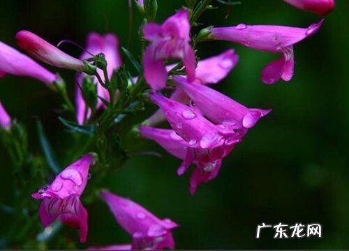 耐高温干燥的花卉有哪些