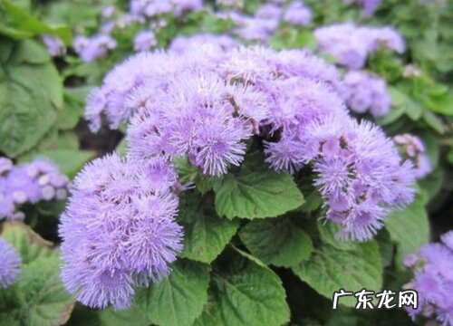 耐高温干燥的花卉有哪些