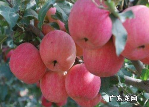 苹果哪个品种好