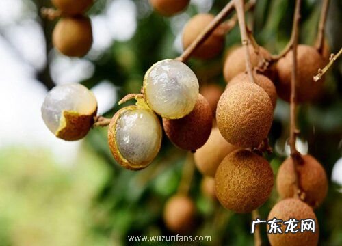 龙眼为什么不开花