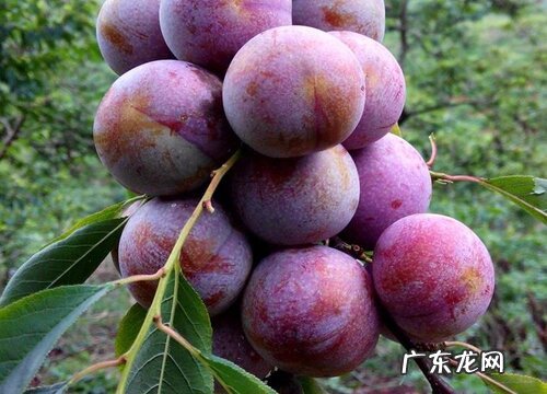 驻马店盛产什么水果