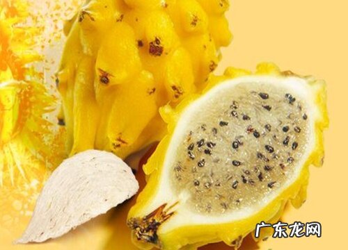 火龙果哪个品种好