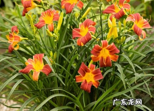 五行属土的花卉有哪些