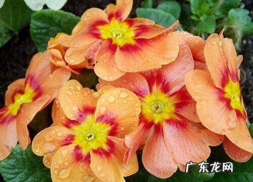 冬季种类花卉有哪些