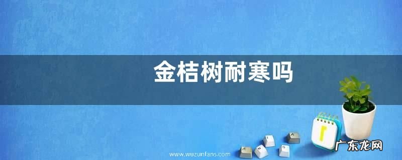金桔树耐寒吗