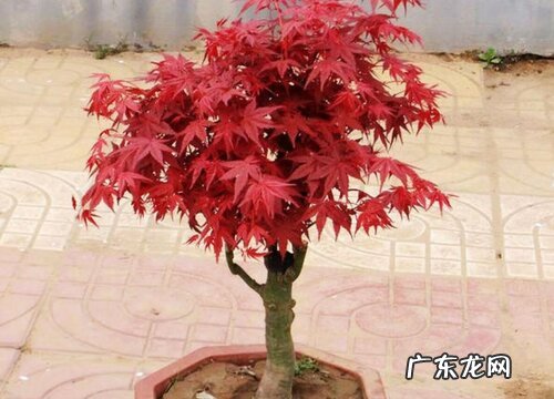 红枫盆景怎么修剪好看