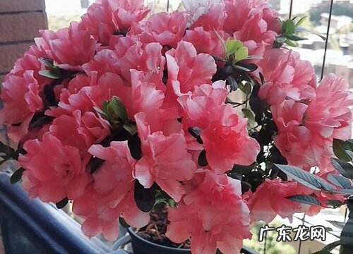 西洋杜鹃的花期是什么时候