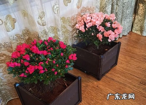 西洋杜鹃的花期是什么时候