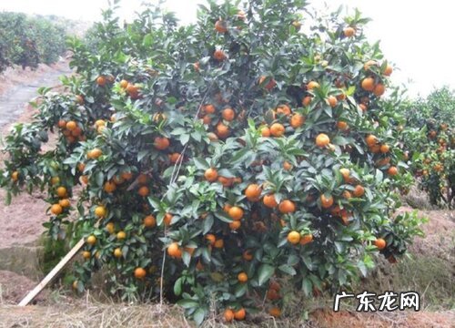 沙糖桔哪个品种好