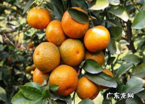 沙糖桔哪个品种好