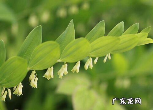 铃兰有毒吗 可以放在室内养吗