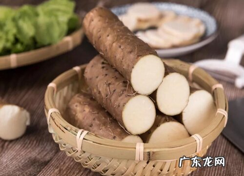 山药哪个品种好