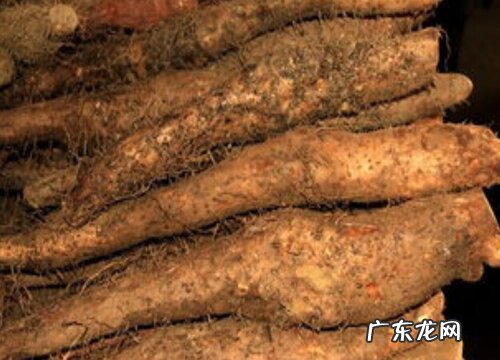 山药哪个品种好