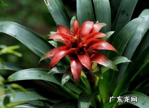 鸿运当头花怎么浇水方法 一次浇多少水合适