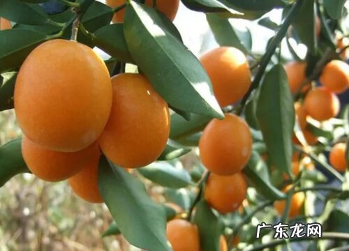 桔子有多少品种