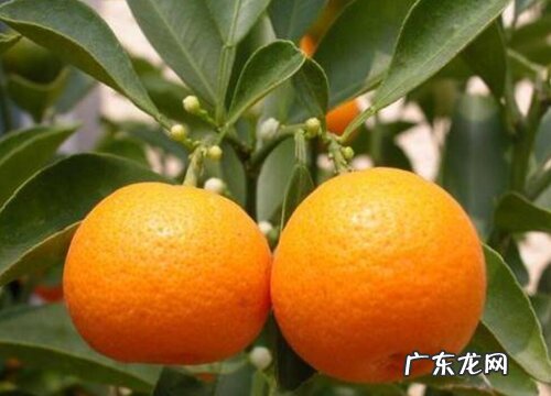 桔子有多少品种