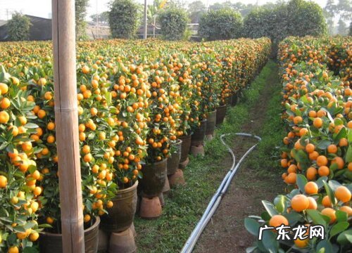 桔子有多少品种