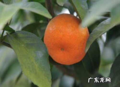 桔子有多少品种