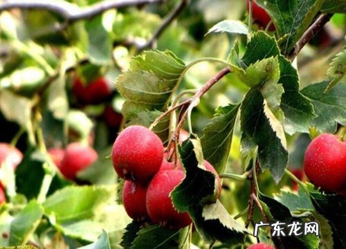 山楂哪个品种好