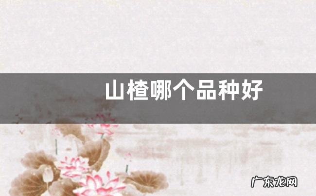 山楂哪个品种好