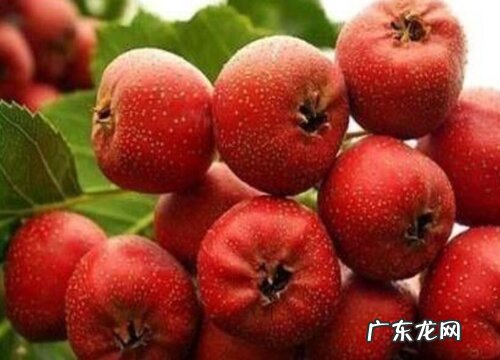 山楂哪个品种好