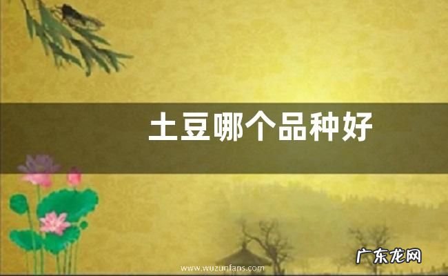 土豆哪个品种好