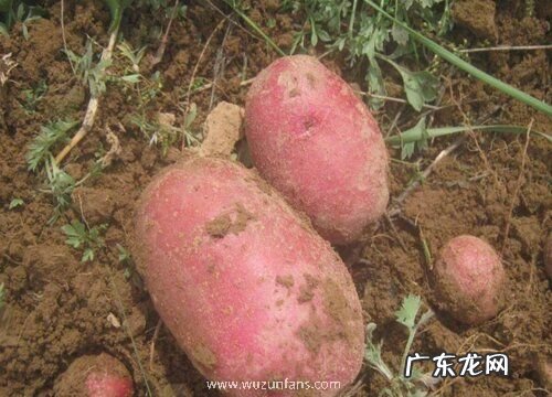 土豆哪个品种好