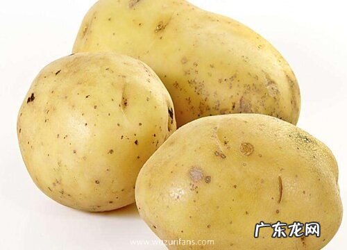 土豆哪个品种好